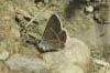 Aricia artaxerxes